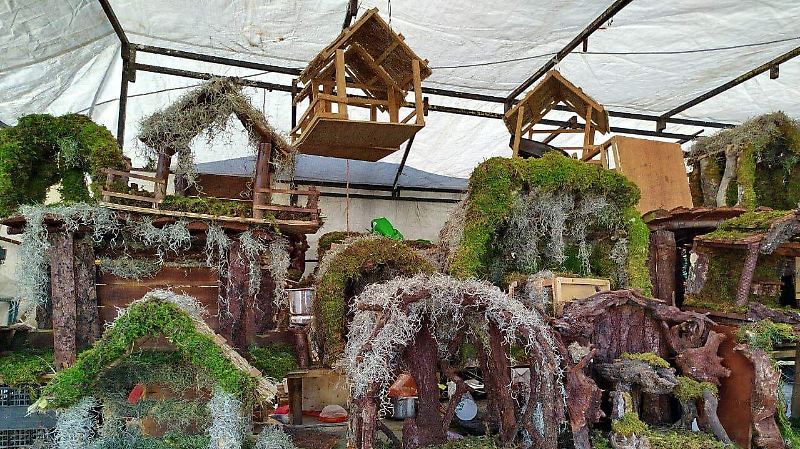 50-años-de-tradición